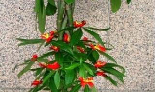 吸收二氧化碳的植物