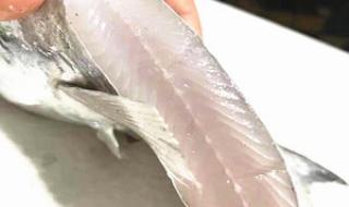 鲳鱼一年长多大 鲳鱼多少钱一斤