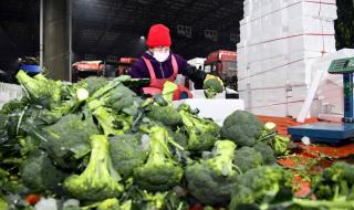 寿光蔬菜物流园建设时间 寿光农产品物流园