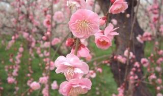 桃花与雪的诗句有哪些 桃花雪的寓意和象征